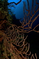   BLACK CORAL TRINITY CAVES GRAND CAYMAN  